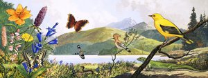 Divoká příroda střední Evropy, ilustrace z knihy "Nature